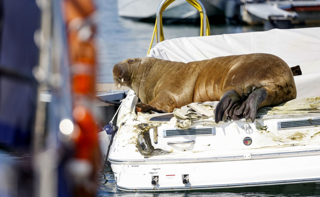 Norway's Crowd Favourite Walrus Freya Euthanised