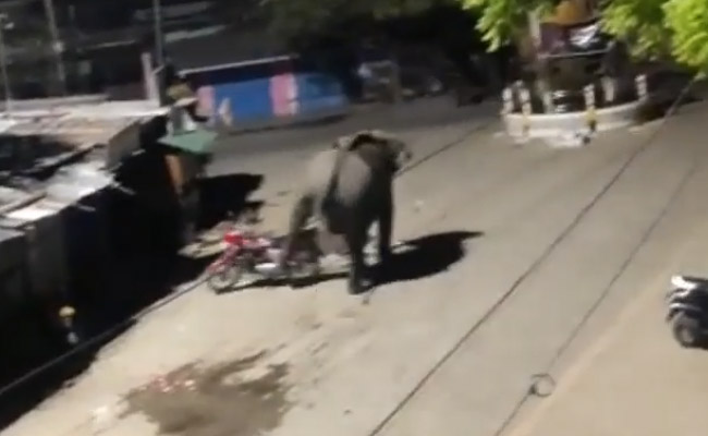 Watch: Wild Elephant Roams In Assam Town, Damages Vehicles