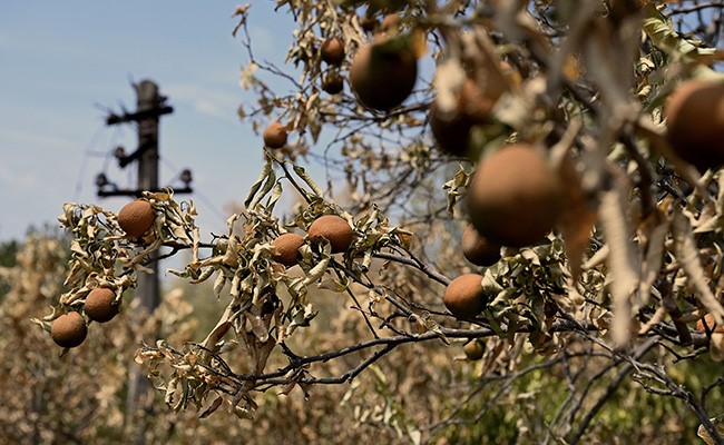 "...Dead From Scorching Sun": China's Farmers Long For Rain Amid Drought