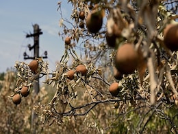 "...Dead From Scorching Sun": China's Farmers Long For Rain Amid Drought "...Dead From Scorching Sun": China's Farmers Long For Rain Amid Drought
