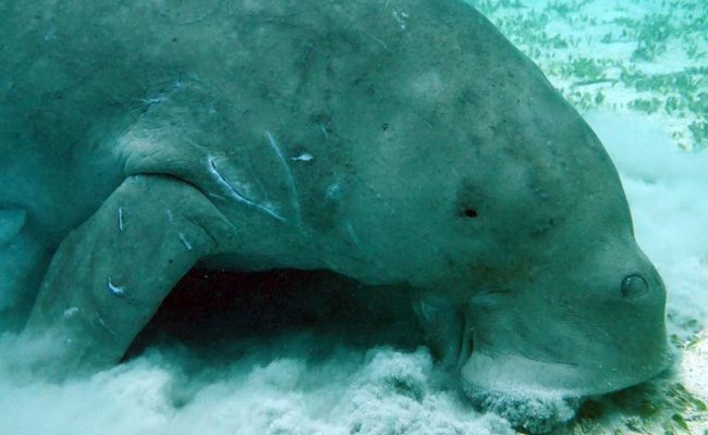 Dugongs Functionally Extinct In China, Claims Study