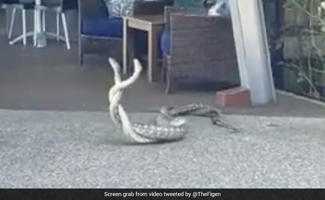 रेस्टोरेंट में नाग-नागिन देख हैरान रह गए लोग, एक-दूसरे से लिपटकर दिखाए हैरतअंगेज़ करतब, Video बनाते रहे लोग