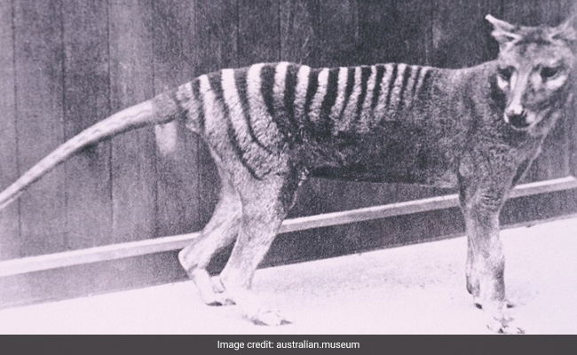 Scientists Plan Multimillion-Dollar Resurrection Of Tasmanian Tiger