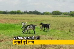 देश में क्यों लगातार बढ़ रही है दालों की कीमत? देश में क्यों लगातार बढ़ रही है दालों की कीमत?