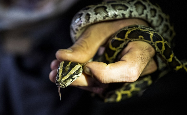How Hunting Pythons Has Turned Into Therapy For US Veterans