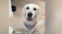 Watch: Grandma Spoils Adorable Dog By Feeding Off The Dining Table