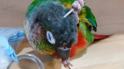Bird Scratches Head With A Feather