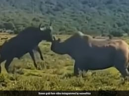 जंगली भैंसे और गैंडे के बीच हुई खतरनाक Fight, भैंसे ने सींग से किया वार, गुस्साए गैंडे ने हवा में दिया उछाल जंगली भैंसे और गैंडे के बीच हुई खतरनाक Fight, भैंसे ने सींग से किया वार, गुस्साए गैंडे ने हवा में दिया उछाल