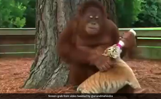 Watch: Anand Mahindra Shares Adorable Video Of Orangutan Feeding Tiger Cubs