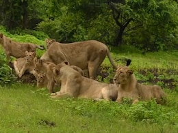 World Lion Day के मौके पर अधिकारी ने शेयर किया एक ख़ास वीडियो, जिसे देख परिवार की याद आएगी World Lion Day के मौके पर अधिकारी ने शेयर किया एक ख़ास वीडियो, जिसे देख परिवार की याद आएगी