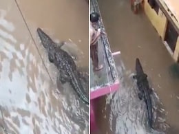 भारी बारिश के बीच आवासीय कॉलोनी में घुसा मगरमच्छ, Video देख उड़ जाएंगे होश भारी बारिश के बीच आवासीय कॉलोनी में घुसा मगरमच्छ, Video देख उड़ जाएंगे होश
