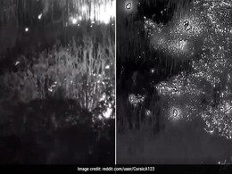 Watch: Drone Footage Of Russian Ammunition Catching Fire In Forest Watch: Drone Footage Of Russian Ammunition Catching Fire In Forest
