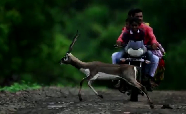 Video: 300 Blackbucks Roam Karnataka Villages Amid Poaching Fears