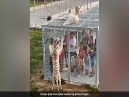 जंगल में दिखा ऐसा नज़ारा, इंसान पिंजड़े में बंद है और ख़ूखार जानवर टहल रहा है, आख़िर मामला क्या है? जंगल में दिखा ऐसा नज़ारा, इंसान पिंजड़े में बंद है और ख़ूखार जानवर टहल रहा है, आख़िर मामला क्या है?