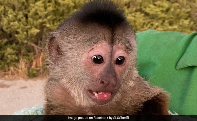 Cops Rush To US Zoo, Find Monkey Made 911 Call From A Cellphone