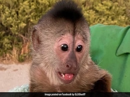 इमरजेंसी कॉल आया और चिड़ियाघर पहुंच गई पुलिस, बाद में पता चला कि बंदर ने मिला दिया था नंबर इमरजेंसी कॉल आया और चिड़ियाघर पहुंच गई पुलिस, बाद में पता चला कि बंदर ने मिला दिया था नंबर