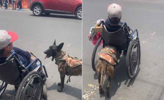दिव्यांग मालिक का 'सारथी' बना यह कुत्ता, वफादारी देख आंखें हो जाएंगी नम