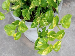 घर में मनी प्लांट लगाने से पहले जान लें ये नियम, वास्तु शास्त्र के अनुसार यह है Money Plant लगाने की सही दिशा घर में मनी प्लांट लगाने से पहले जान लें ये नियम, वास्तु शास्त्र के अनुसार यह है Money Plant लगाने की सही दिशा