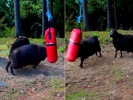 कभी देखा है किसी जानवर को पंचिंग बैग पर हाथ आजमाते? देखें जंगल का ये दिलचस्प VIDEO कभी देखा है किसी जानवर को पंचिंग बैग पर हाथ आजमाते? देखें जंगल का ये दिलचस्प VIDEO