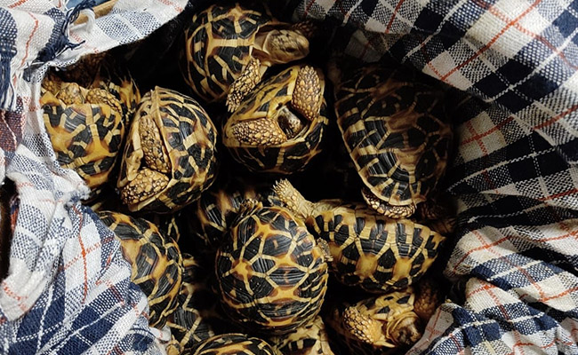 6 "Ninja Turtle Gang" Members Arrested In Malaysia, Tortoises Seized