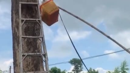 Basket To The Rescue: Stranded Cat Brought Down From Tree