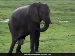 बच्चे को जन्म दे रही थी हथिनी, तो झुंड बनाकर आसपास खड़े हो गए सभी हाथी, वायरल हुआ Video बच्चे को जन्म दे रही थी हथिनी, तो झुंड बनाकर आसपास खड़े हो गए सभी हाथी, वायरल हुआ Video