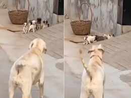 भौंककर लगा दी बच्चों की क्लास! 'पापा' की डांट सुन यूं रफूचक्कर हुए कुत्ते के बच्चे भौंककर लगा दी बच्चों की क्लास! 'पापा' की डांट सुन यूं रफूचक्कर हुए कुत्ते के बच्चे