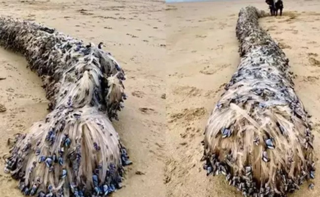ऑस्ट्रेलिया में समुद्र किनारे मृत मिला अनोखा जीव, लोग इसे एलियन समझ रहे हैं, देखें तस्वीर
