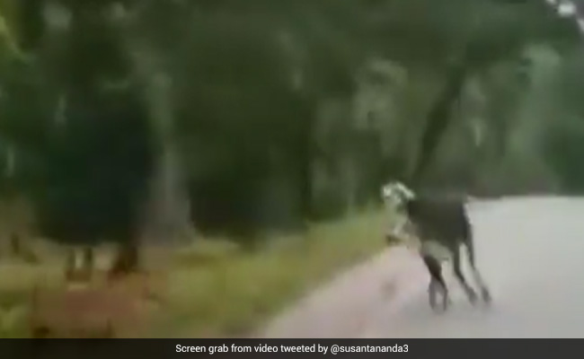 Viral Video: Bull Scares Off A Tiger, Internet Stunned