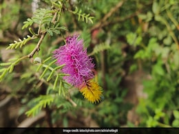 Shami Plant: तुलसी के साथ-साथ यह पौधा भी होता है शुभ, घर में लगाने से दूर होता है वास्तु दोष! Shami Plant: तुलसी के साथ-साथ यह पौधा भी होता है शुभ, घर में लगाने से दूर होता है वास्तु दोष!