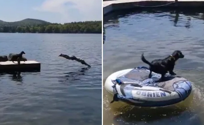 मालिक को बचाने के लिए कुत्ते ने पानी में लगा दी छलांग, लोगों ने कहा- वफादारी की मिसाल है