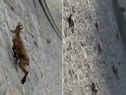 बांध की सीधी दीवार पर चढ़कर दौड़ने लगीं बकरियां, VIDEO देख नहीं होगा आंखों पर यकीन बांध की सीधी दीवार पर चढ़कर दौड़ने लगीं बकरियां, VIDEO देख नहीं होगा आंखों पर यकीन
