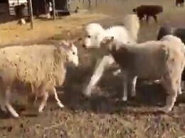 दो भेड़ों में हुई जबर्दस्त लड़ाई, शांत कराने के लिए कुत्ते एक को मारा, जिसके बाद सब शांत हो गए दो भेड़ों में हुई जबर्दस्त लड़ाई, शांत कराने के लिए कुत्ते एक को मारा, जिसके बाद सब शांत हो गए