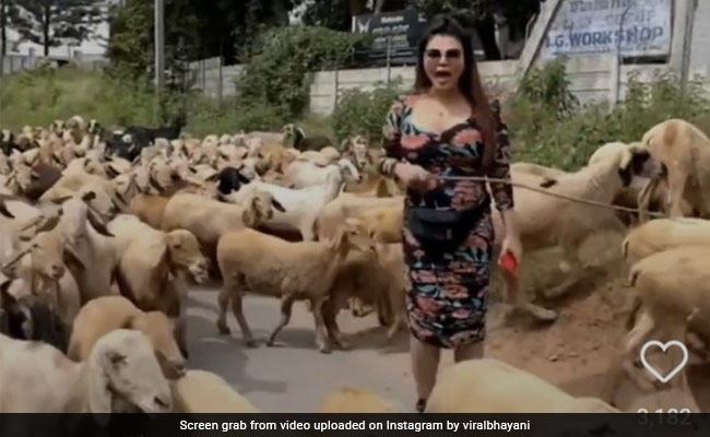 मैसूर में भेड़ें चराती दिखीं राखी सावंत, आखिर में हुआ कुछ ऐसा जिसे देख फैन्स भी हंसी कंट्रोल नहीं पाए