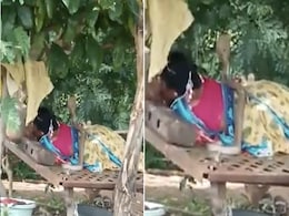 पेड़ के नीचे फन काढ़े महिला के ऊपर कुंडली मारकर बैठा था कोबरा, Video देख हो जाएंगे भौंचक्के पेड़ के नीचे फन काढ़े महिला के ऊपर कुंडली मारकर बैठा था कोबरा, Video देख हो जाएंगे भौंचक्के