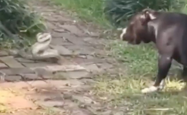 कुत्ते और सांप में हुई ख़तरनाक लड़ाई, इस वीडियो को देखने के बाद डर जाएंगे आप, देखें वीडियो