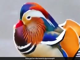 कुदरत का करिश्मा! इन्हें माना जाता है दुनिया की सबसे खूबसूरत डक, देखें VIDEO कुदरत का करिश्मा! इन्हें माना जाता है दुनिया की सबसे खूबसूरत डक, देखें VIDEO