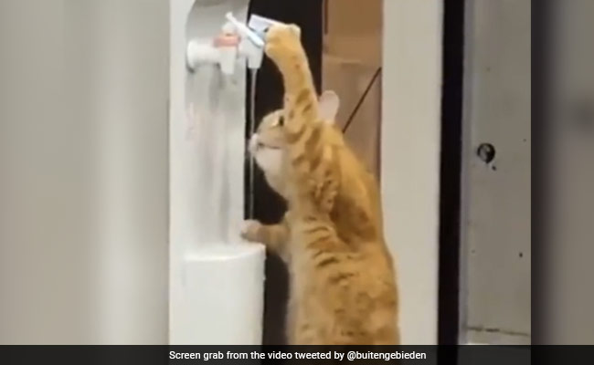 Viral Video: Smart Cat Drinks Water By Itself From A Water Cooler, Internet Delighted
