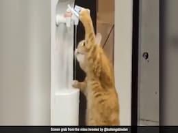वॉटर कूलर से खुद ही खड़े होकर पानी पीने लगी बिल्ली, लोग बोले- ये तो चैंपियन है ! वॉटर कूलर से खुद ही खड़े होकर पानी पीने लगी बिल्ली, लोग बोले- ये तो चैंपियन है !
