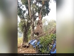 कटहल खाने के लिए 'गजराज' ने किया ऐसा जुगाड़, Video देख भौचक्के रह गए लोग! कटहल खाने के लिए 'गजराज' ने किया ऐसा जुगाड़, Video देख भौचक्के रह गए लोग!