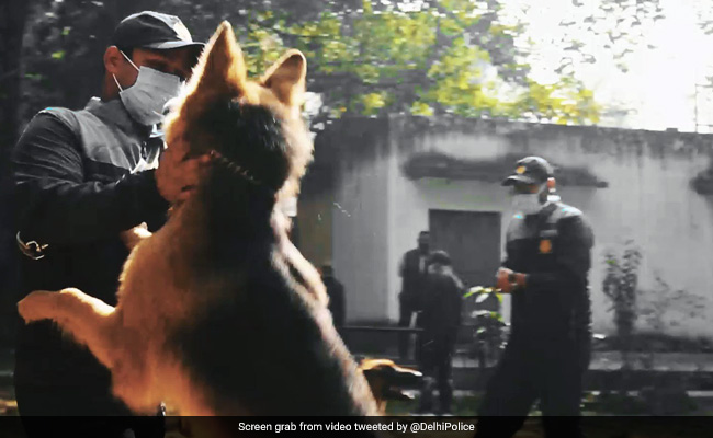 Watch: Delhi Police Honours Its Dog Squad On International Dog Day