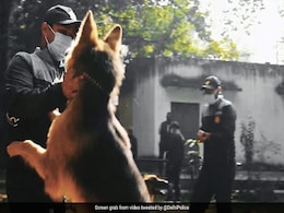 Watch: Delhi Police Honours Its Dog Squad On International Dog Day Watch: Delhi Police Honours Its Dog Squad On International Dog Day