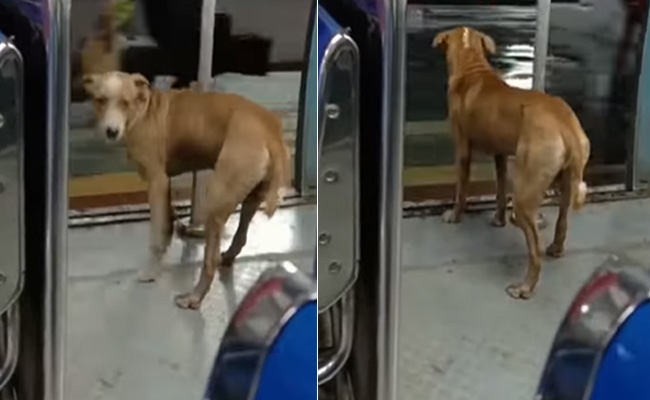 लोकल ट्रेन में सफर कर रहे डॉगी की बेचैनी देख यूजर्स ने कहा- 'लगता है डेट के लिए हो रहा है लेट'