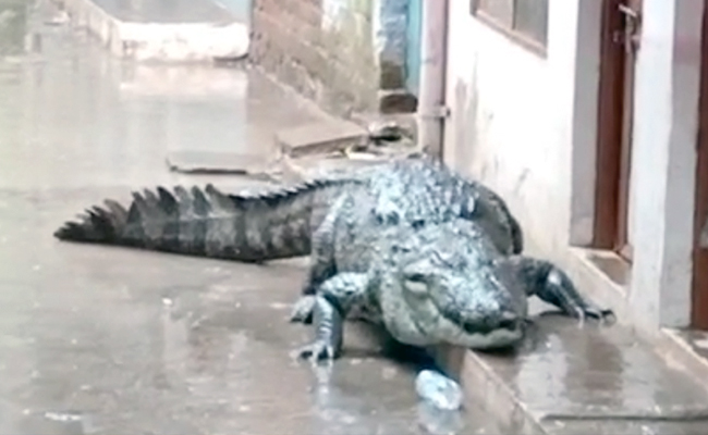 Video: Surprise Visitor In Madhya Pradesh Colony, Residents Stunned