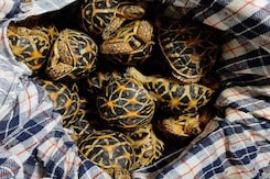 60 'Endangered' Star Tortoises Rescued In Karnataka's Bengaluru 60 'Endangered' Star Tortoises Rescued In Karnataka's Bengaluru