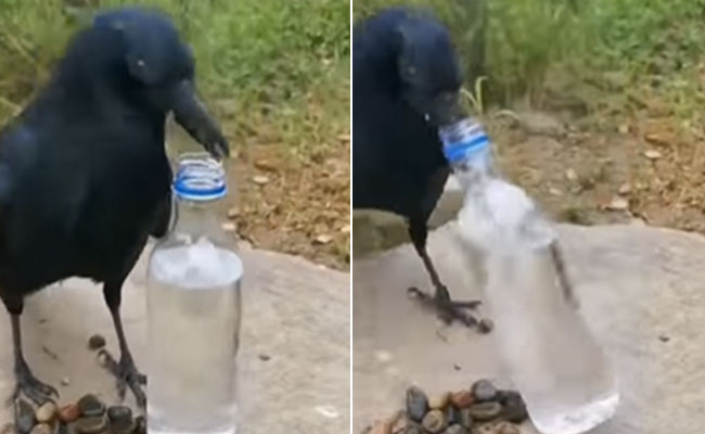 किस्से कहानियों में नहीं प्रैक्टिकल एक्सपीरियंस में यकीन रखता है यह स्मार्ट कौआ, देखें VIDEO