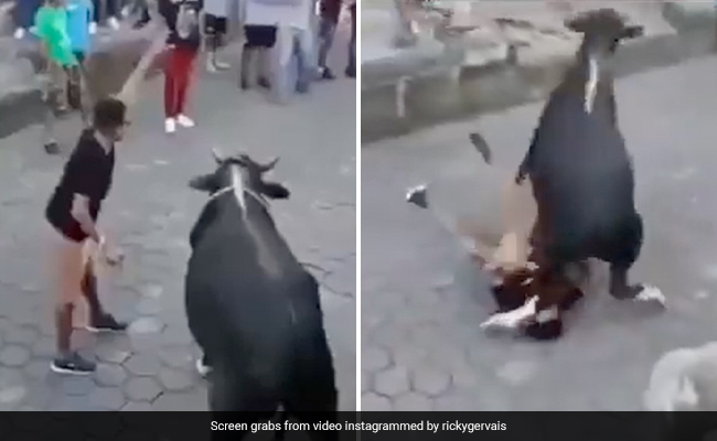 On Camera, Bull Knocks Man To The Ground, Attacks His Face Before Running Away