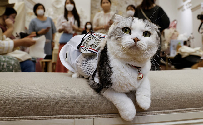 International Cat Day 2022: Fun Facts To Know About These Animals