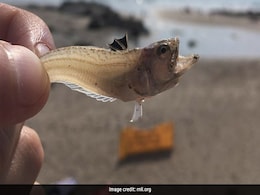 UK Beachgoers Warned About Fish That Can Make People Unconscious UK Beachgoers Warned About Fish That Can Make People Unconscious
