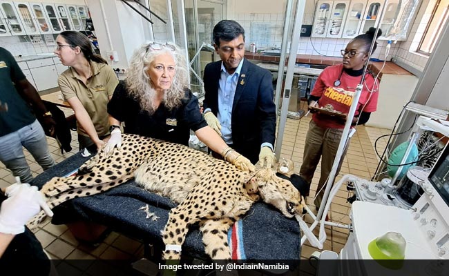 Cheetahs Undergo Health Check-Up In Namibia Ahead Of Journey To India